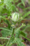 Texas bullnettle